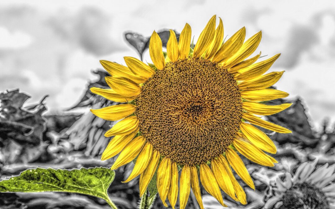 Un girasol en el cielo